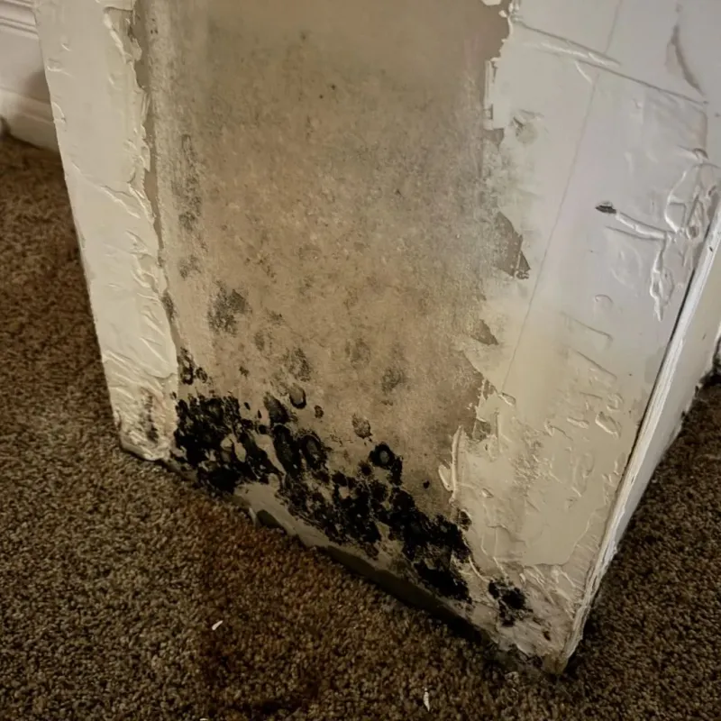 Professional Mold Removal in Lafayette County, AR